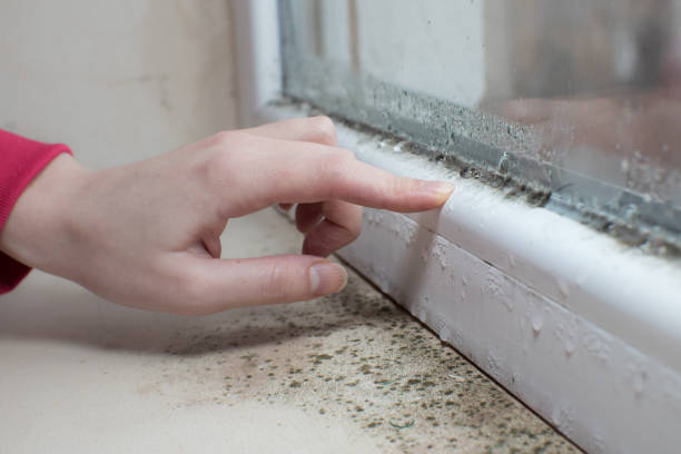Best Asbestos and Lead Testing During Mold Inspection  in Grant, MI