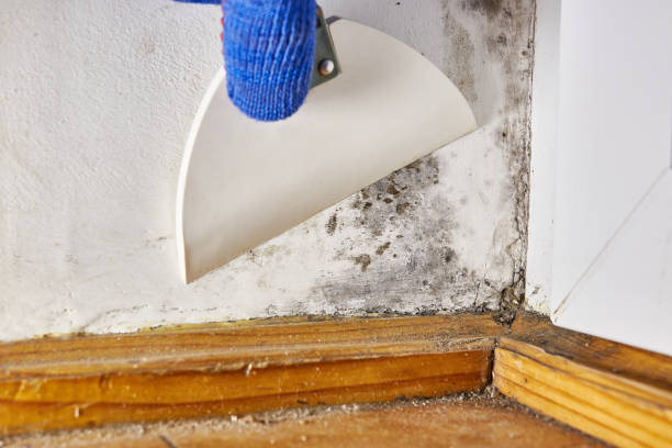 Best Emergency Mold Remediation  in Grant, MI